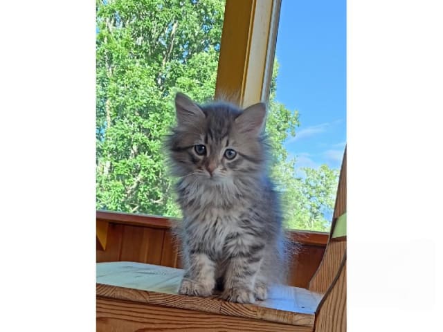 Kattunge: Luke Eihwas