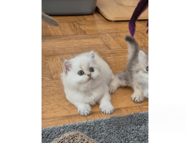 kattunge: Bisquit