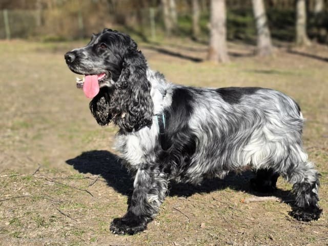 Dog: Tik 1
