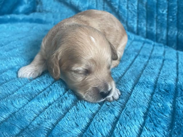 Puppy: Ruben