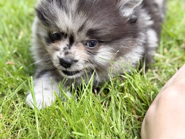 Puppy: Mulle