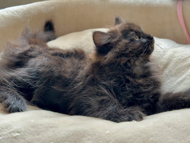 kitten: Apollo