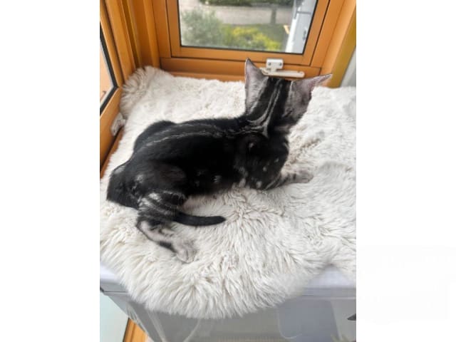 kitten: Svante