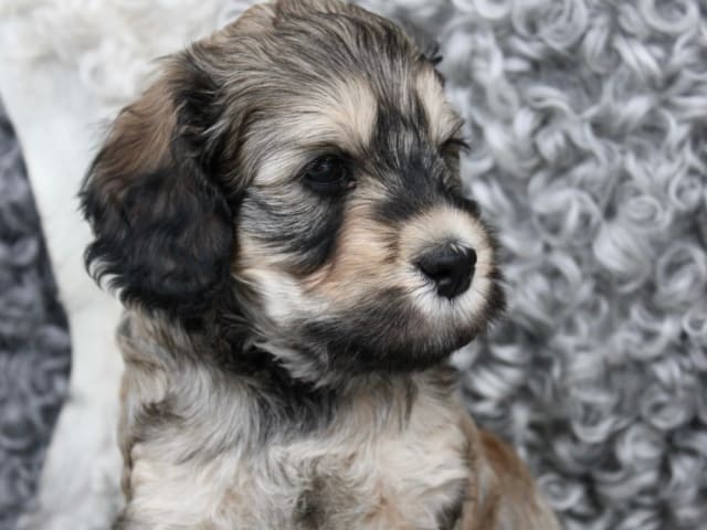 Backamos Labradoodle