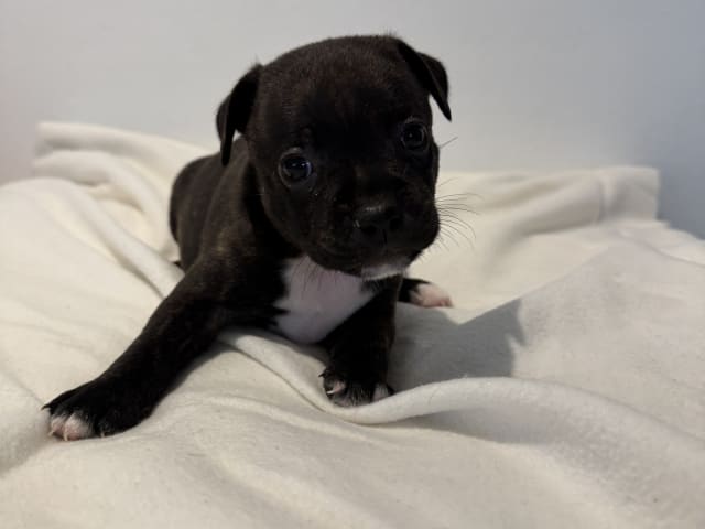 Puppy: Hane 1