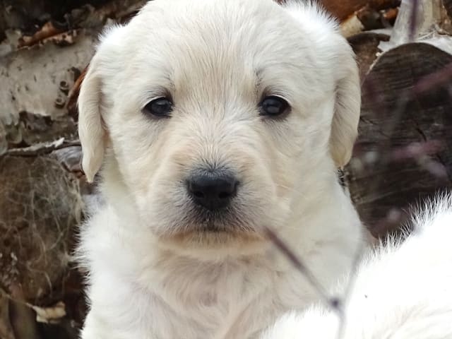 Puppy: Bonemine