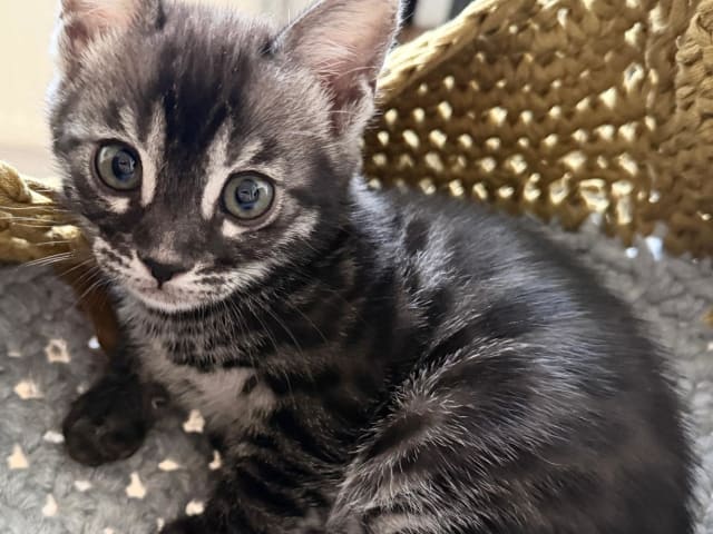 kattunge: Hane