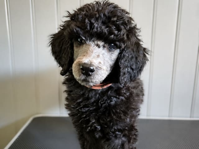 Puppy: UNGRIKS GÅRDS JILL