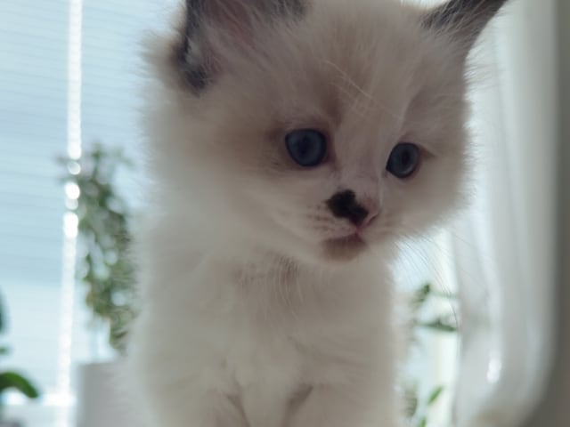 Kattunge: Yoshi