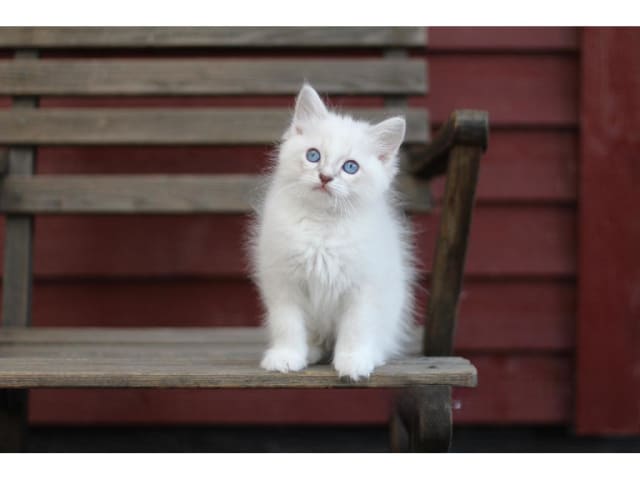 kattunge: Tohatsu