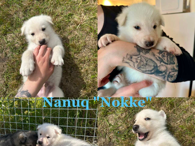 Puppy: Nanuq "Nokke"