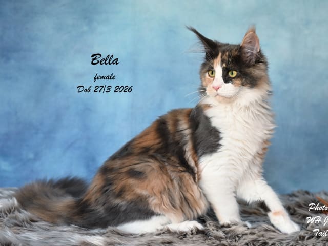 Kattunge: Bella