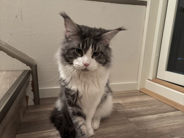 Father: SH SE*Wikslynx Apollon