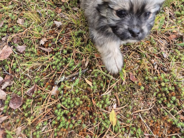 Puppy: Hane 1