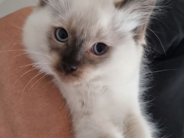 kitten: Svante