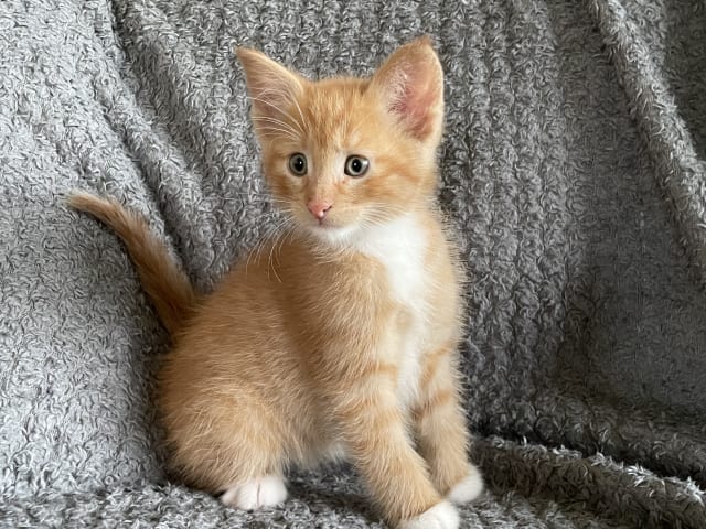 kattunge: Rödtigré med vitt