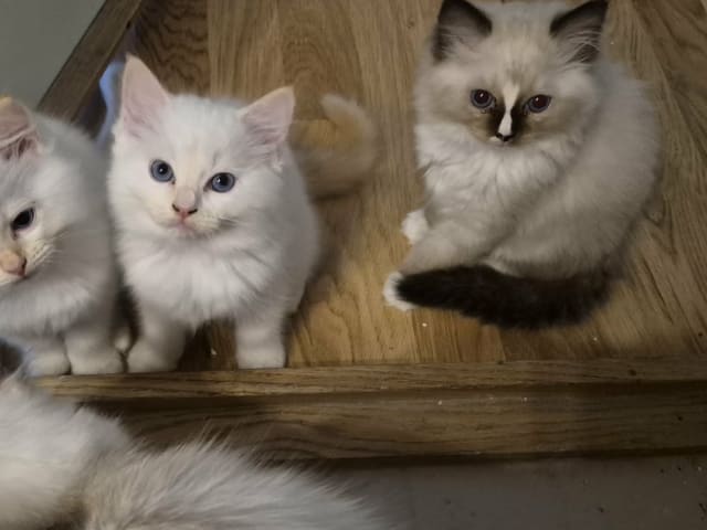 kitten: Hane 3