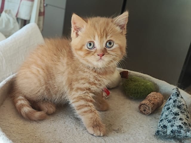 Kattunge: Hona 4