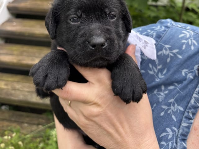 Puppy: Hannund hvit bånd