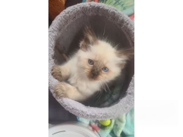 kitten: Athena