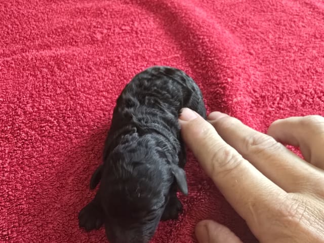 Puppy: Tik 1