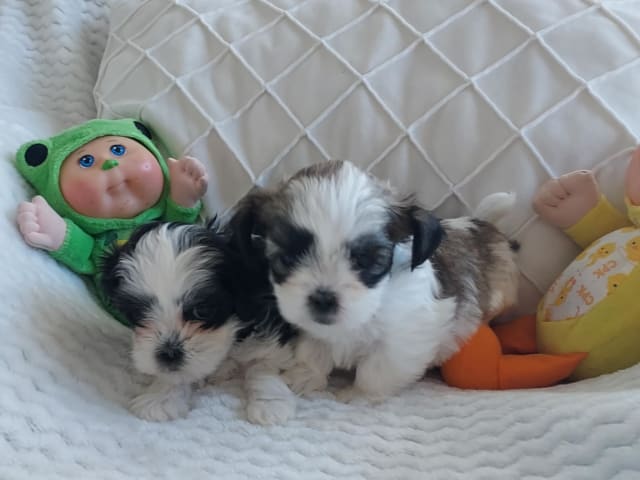 Puppy: Tik 2 st