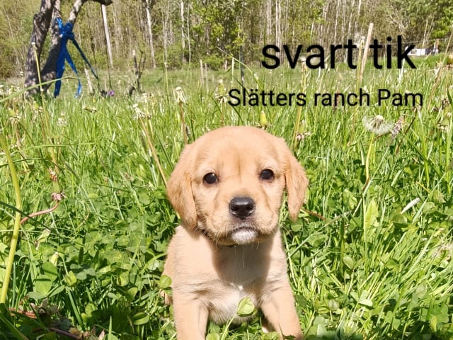 Hvalp: Slätters ranch Pam