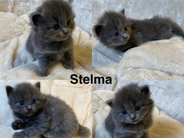 kattunge: Stelma