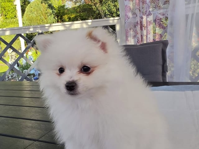 Puppy: Max