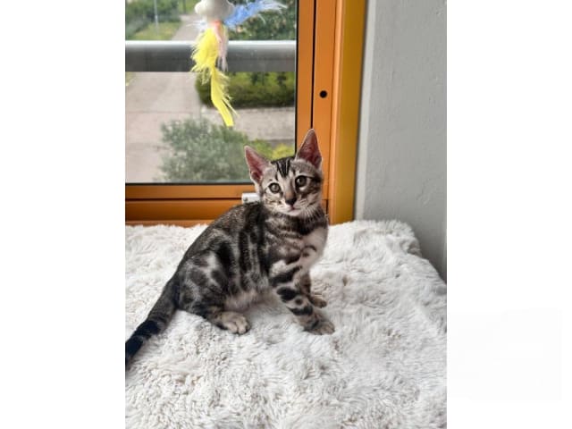 kitten: Måns