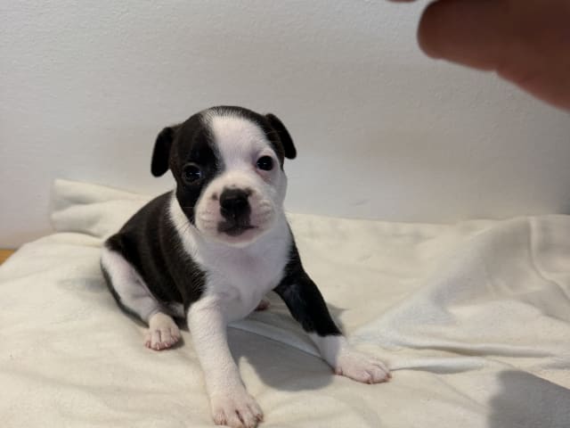 Puppy: Tik