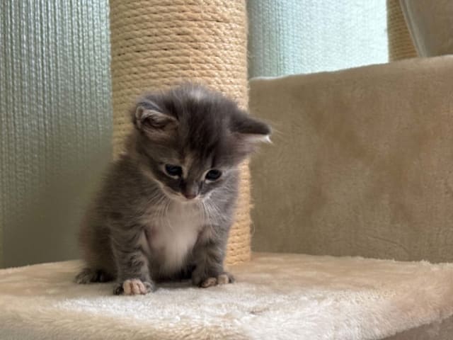 kitten: Grånos