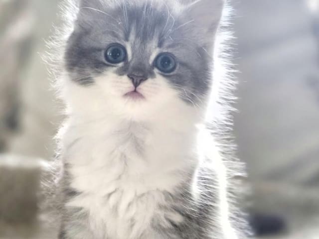 kitten: Anna