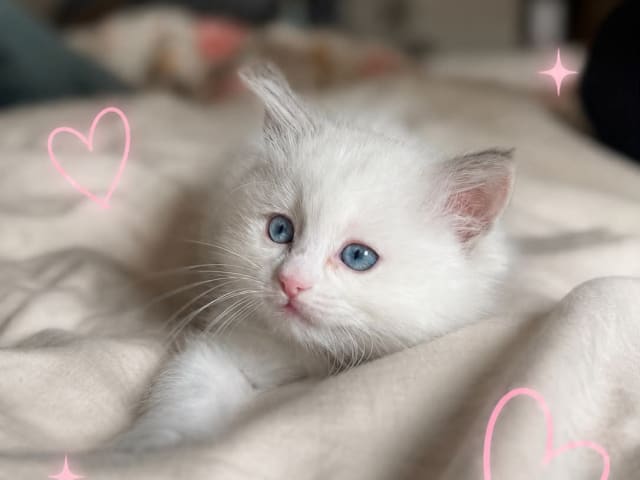 Kattunge: Daisy