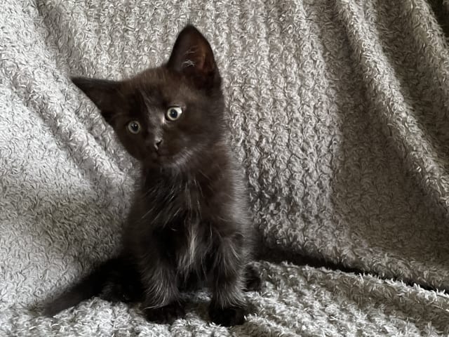kattunge: Svart