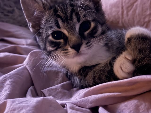 Killing: Findus