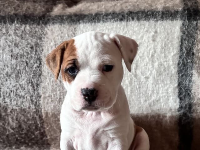Puppy: KILLERQUEEN