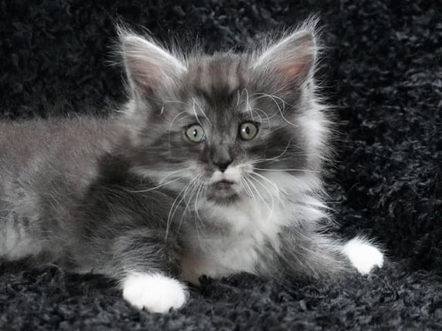 Kattunge: Rock Ragge