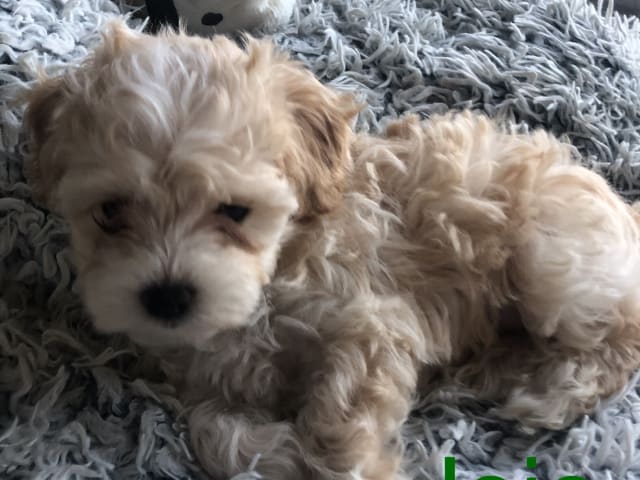 Puppy: Jojo