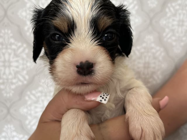 Puppy: Tik 2 Zoey