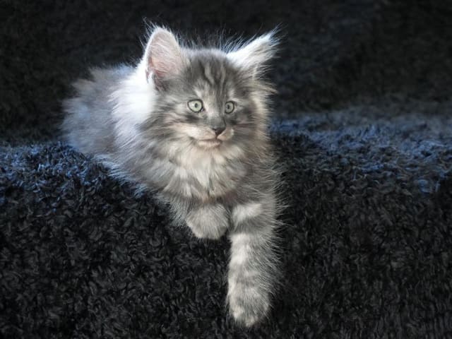 Kattunge: Rock Ozzy