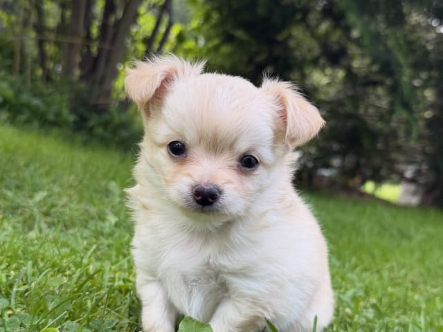 Puppy: Bamse