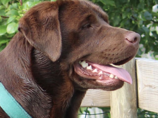 Far: Noxsidus Brown Daim (Ajax)