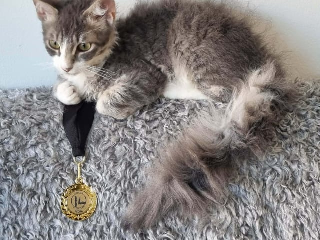 kattunge: Oda