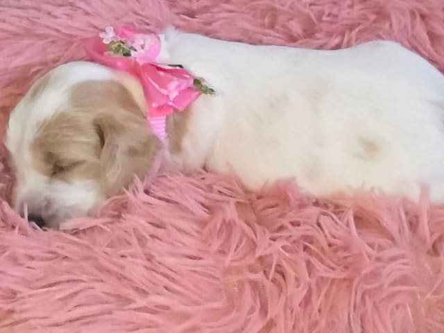 Puppy: Disney