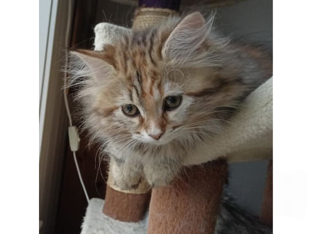 Kattunge: Luna Berkana