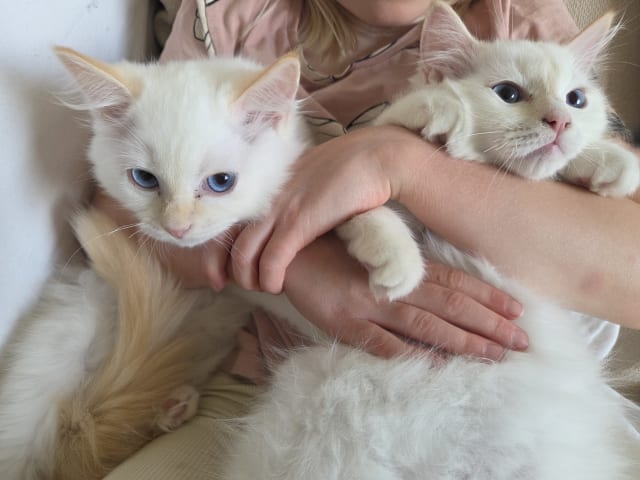 kitten: Hane 2