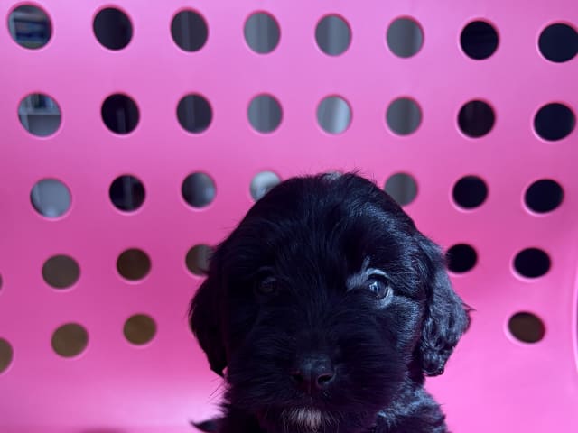 Puppy: Bjanka