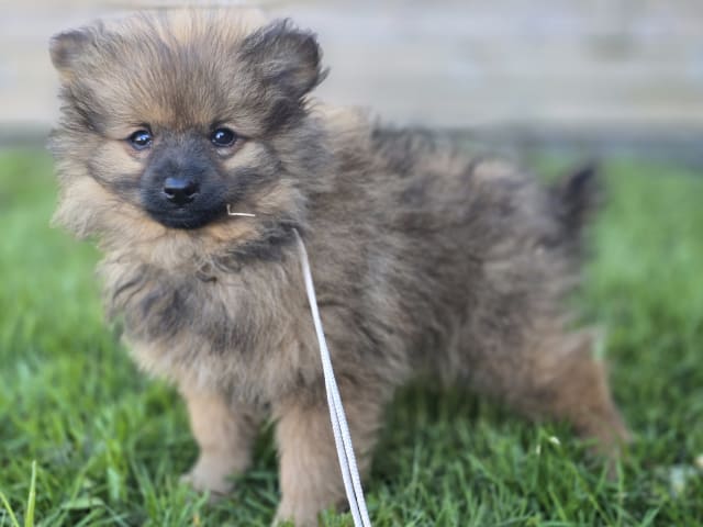 Puppy: Tik 2
