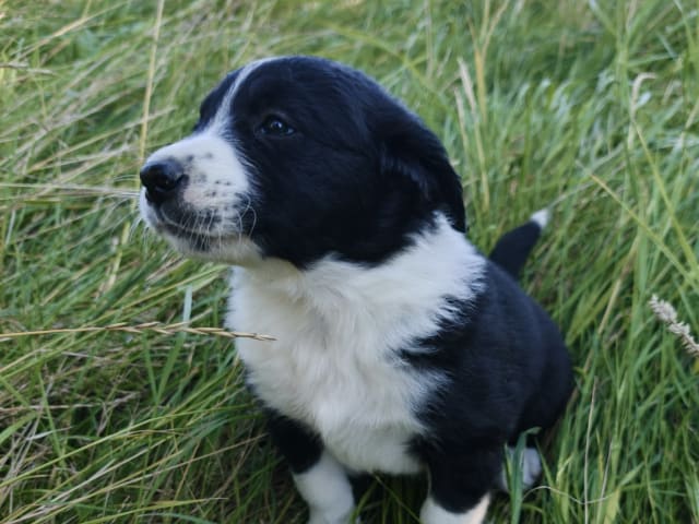 Puppy: Solo